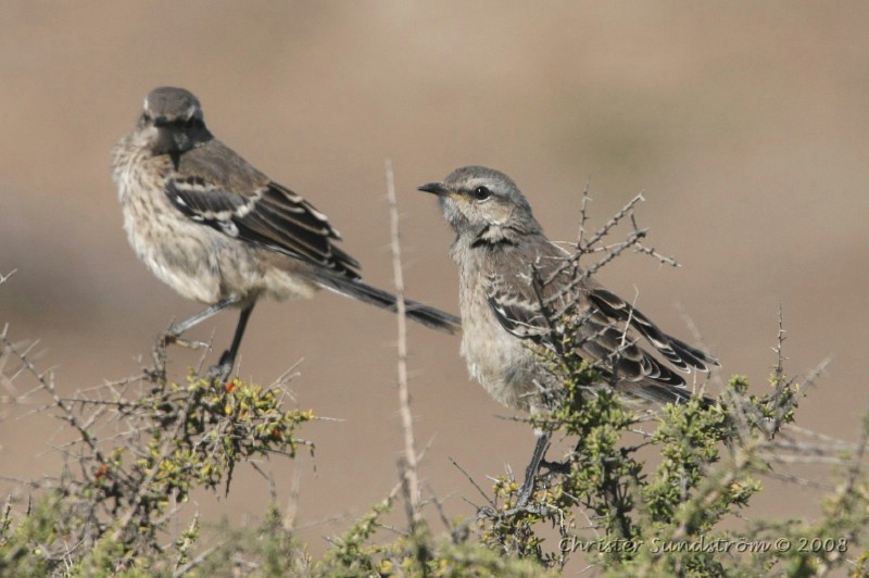 Patagonian Mockingbird