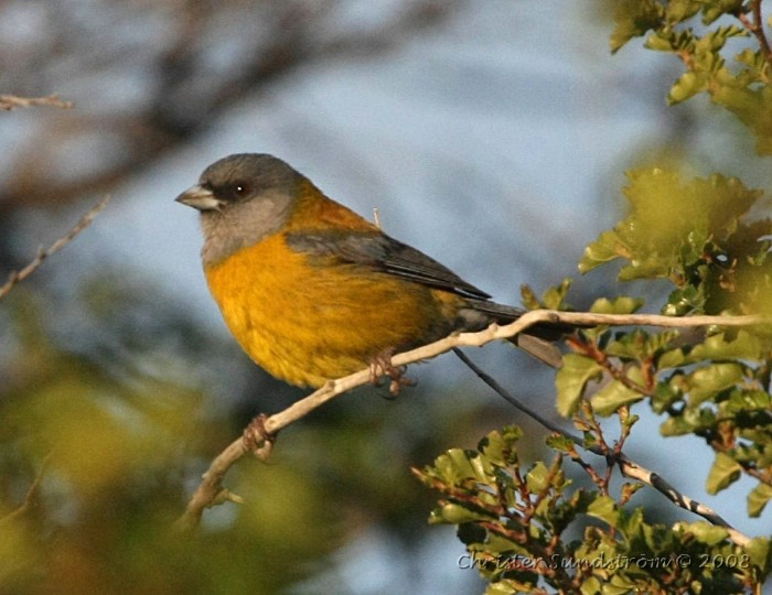 Patagonian Sierra-Finch