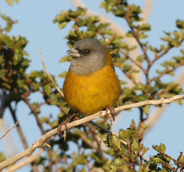 Patagonian Sierra-Finch