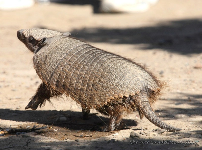 Big Hairy Armadillo