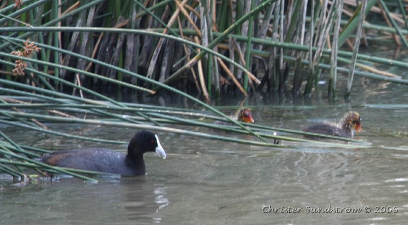 Eurasian Coot