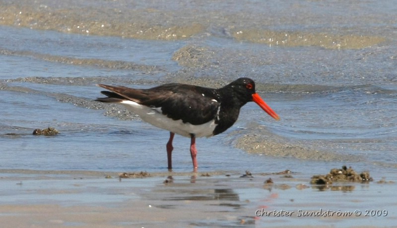 Pied Oystercatcher
