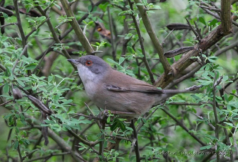 Sammetshtta, female