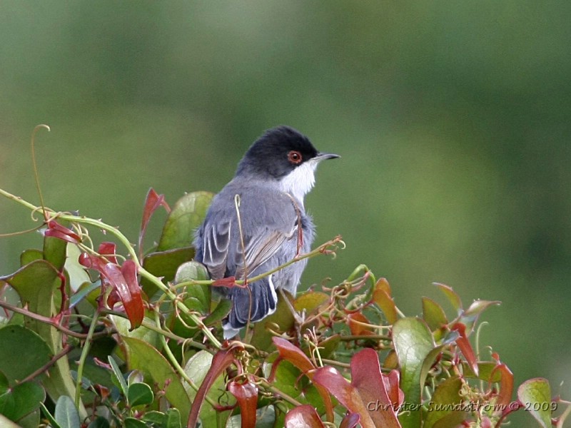 Sammetshtta, male