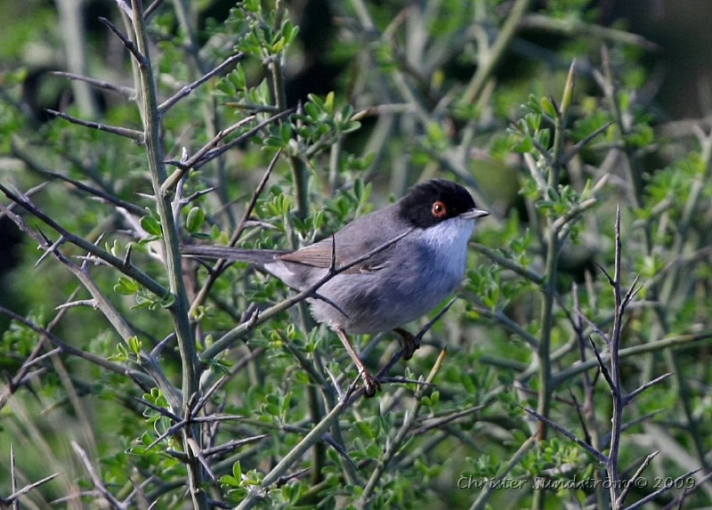 Sammetshtta, male