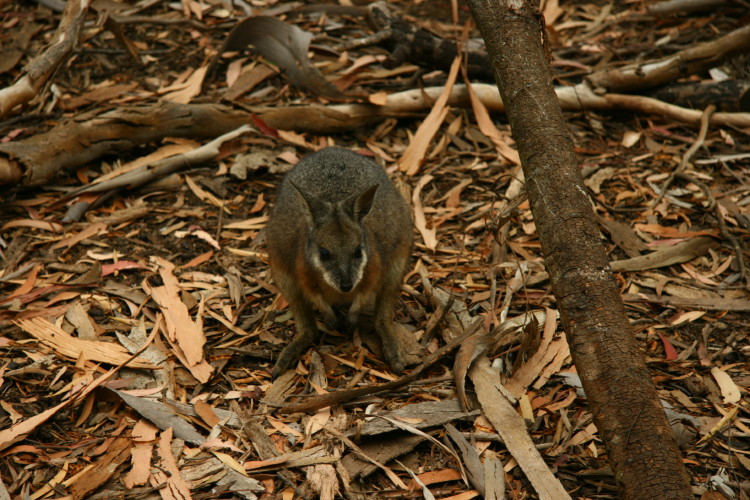 Krattvallaby, Typisk fr Kangaroo Island