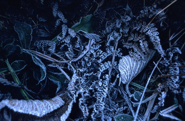 Frost