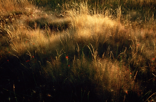 SOFT GRASS