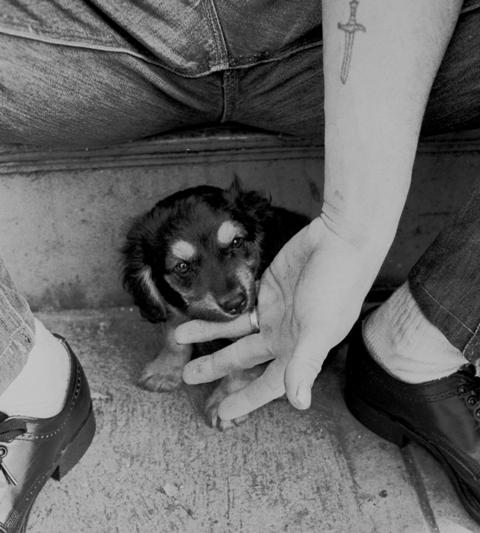 dogbite