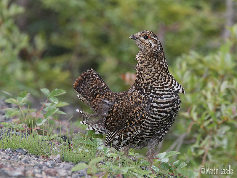 IMG_9508tetrasdumistas2.jpg