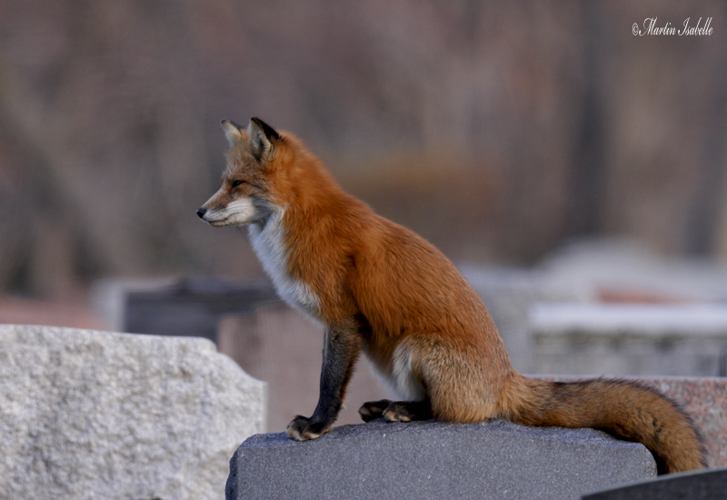 _MG_3267  Renard cimetire mt-royal.jpg