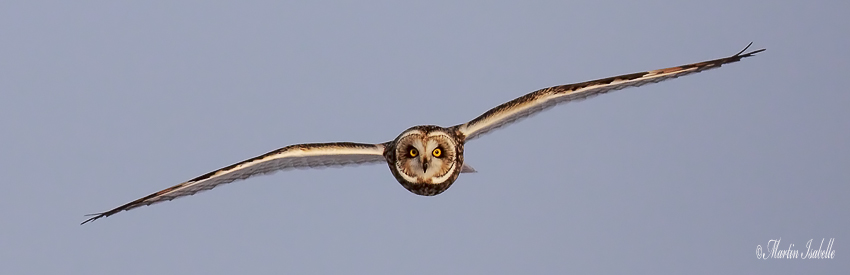 _MG_6079 Hibou des marais Amqui .jpg