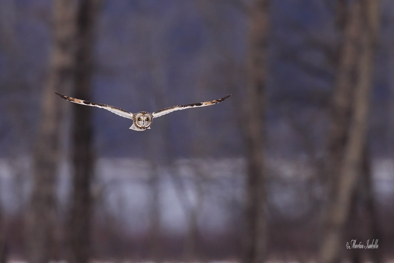 _MG_5922 hibou des marais mle Amqui.jpg