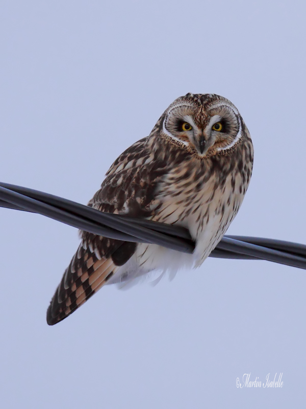 _MG_6217 Hibou des marais Amqui .jpg