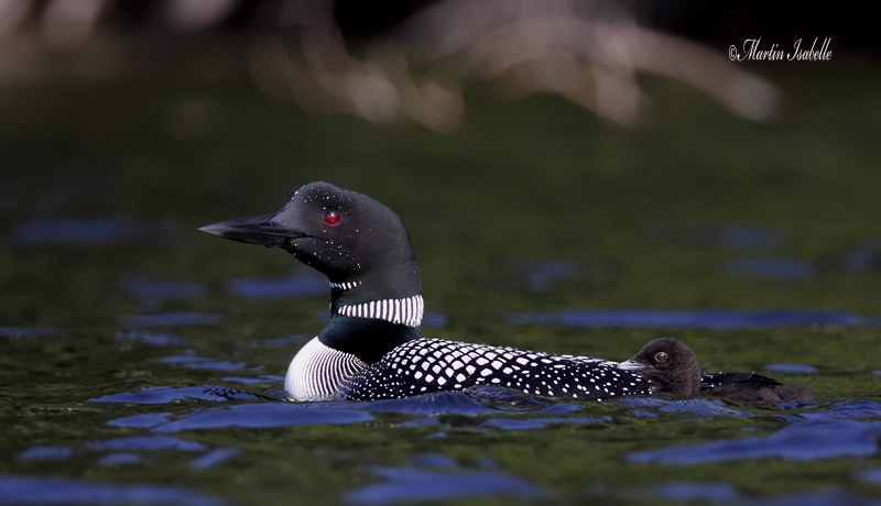 _MG_6140 plongeon huard et petit lac mistassini .jpg