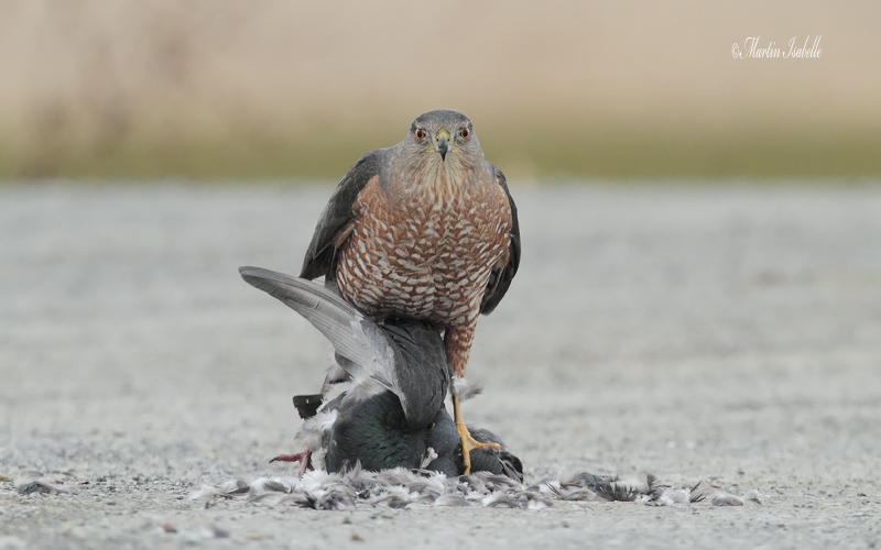 _MG_4115 pervier de cooper VS Pigeon bizet .jpg