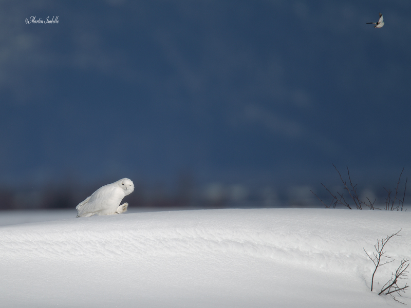 _40C5867 Harfang et Bruant des neiges .jpg