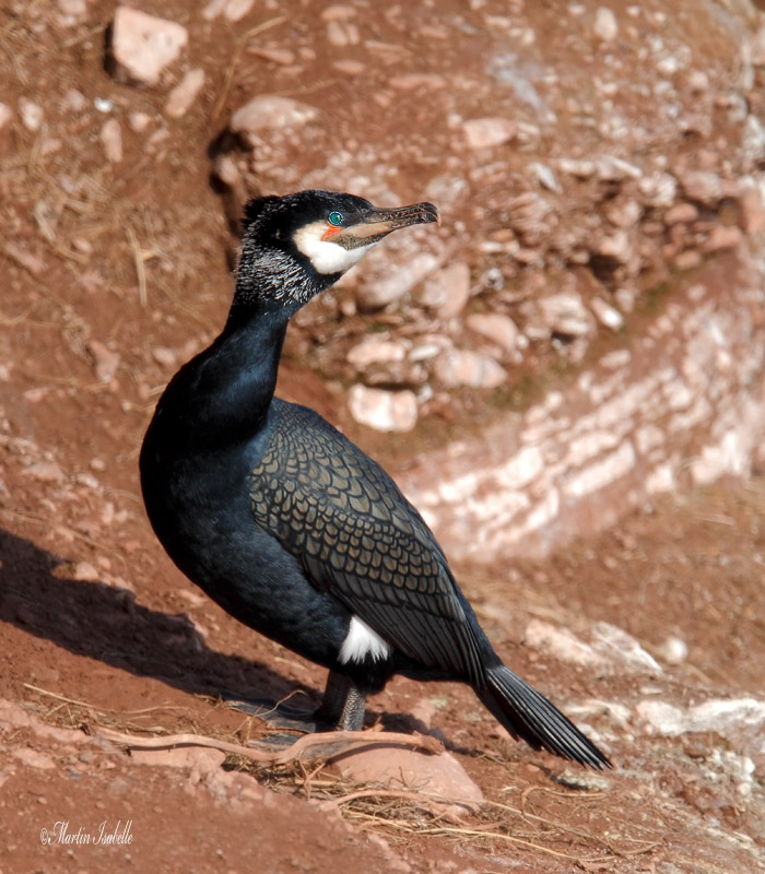 _40C5280 Grand Cormoran Gaspsie .jpg
