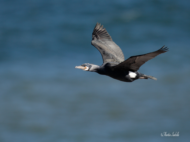_40C7888 Grand cormoran.jpg