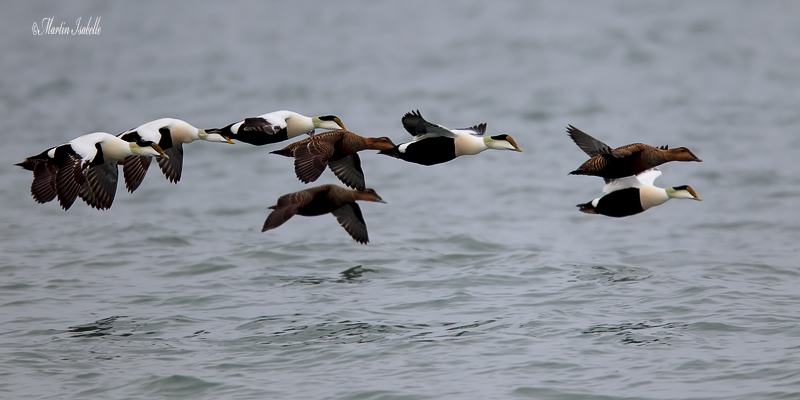 _40C4128 Eider a duvet Gaspsie.jpg