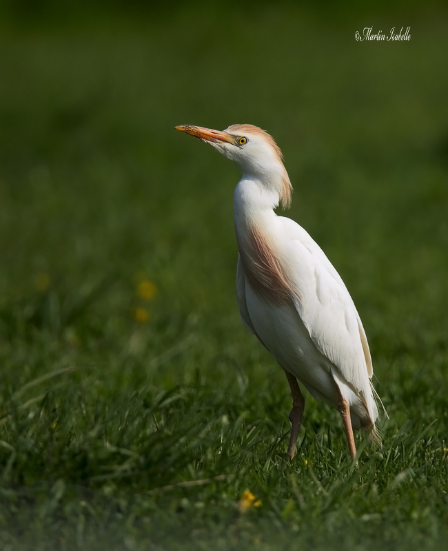 _40C6231 Heron garde boeuf .jpg