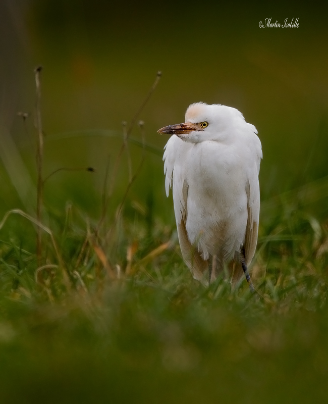 _40C9769 heron garde-boeufs DrVille .jpg