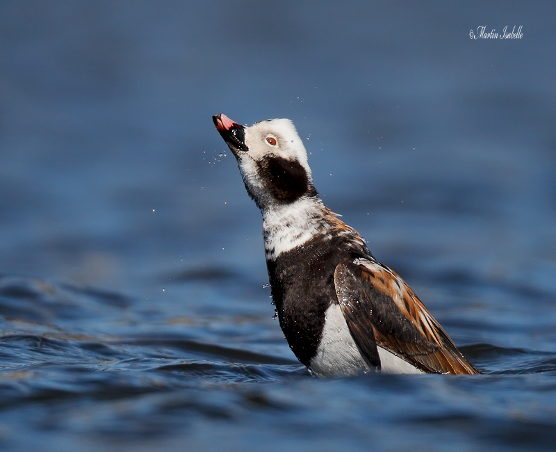 _40C2581 harelde kakawi Port-Daniel .jpg