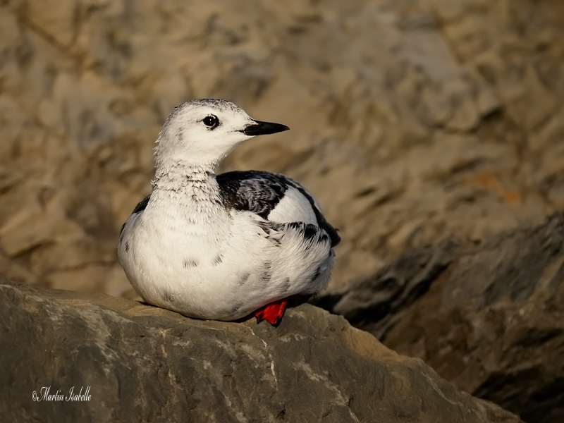 _40C4279 Guillemot Miroir Gaspsie .jpg