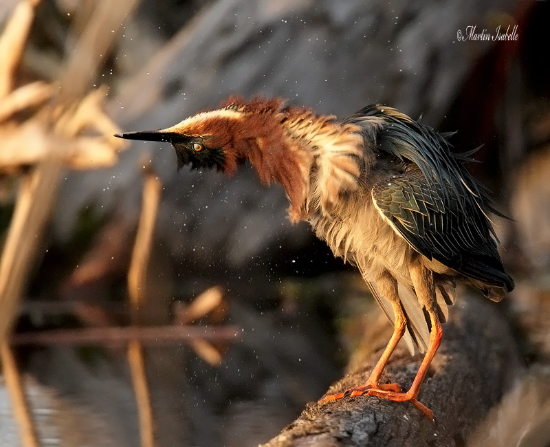 _40C5909 Heron vert ile bizzard .jpg