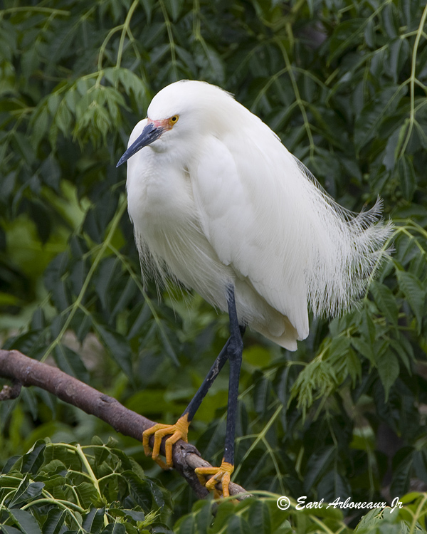 Calm Snowey Egret