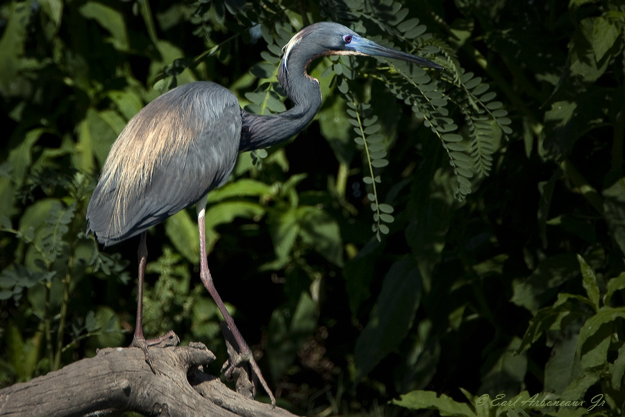 Tri Colored Heron