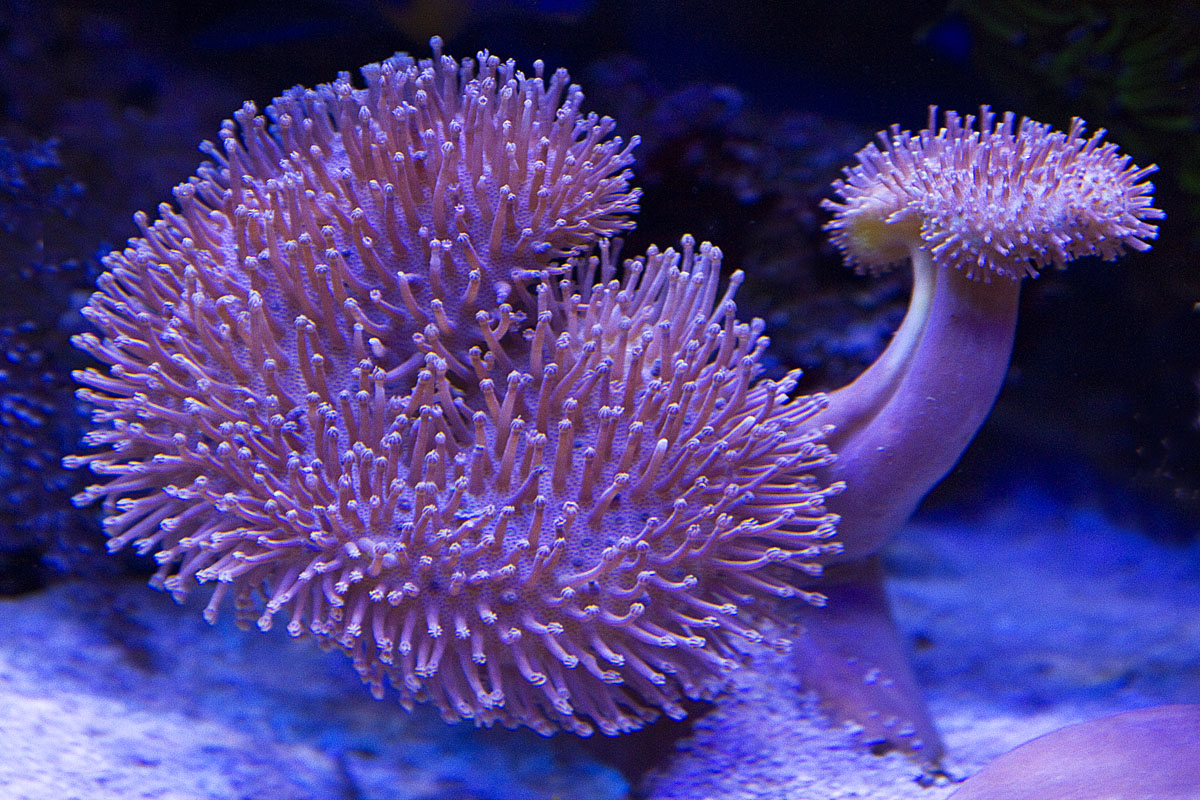  Saltwater Aquarium