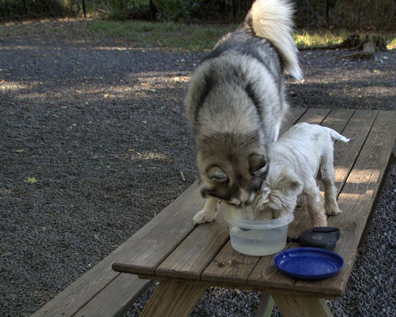 Putting Their Heads Together at the Dog Park