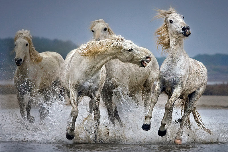 01.-Camargue-Horses.jpg