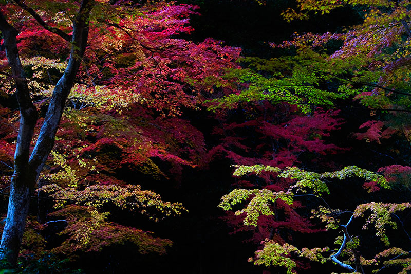 05.-Autumn-in-Kyoto.jpg