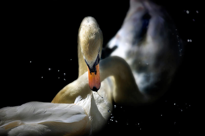 07.Sultry-Swan.jpg