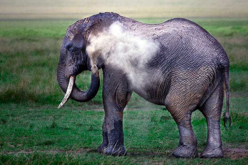 18.-Elephant-taking-Shower.jpg