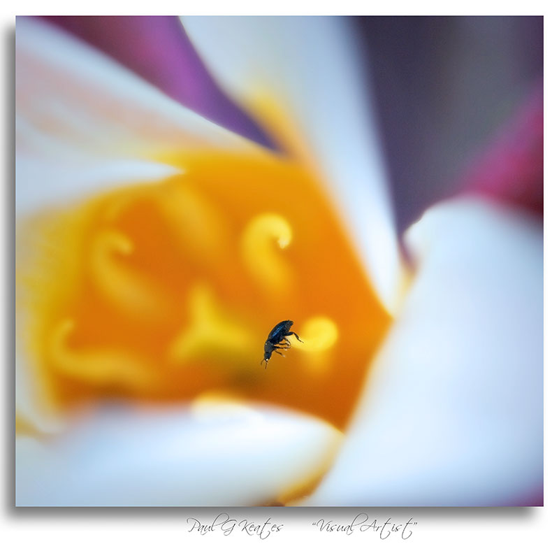 Flower-Insect.jpg
