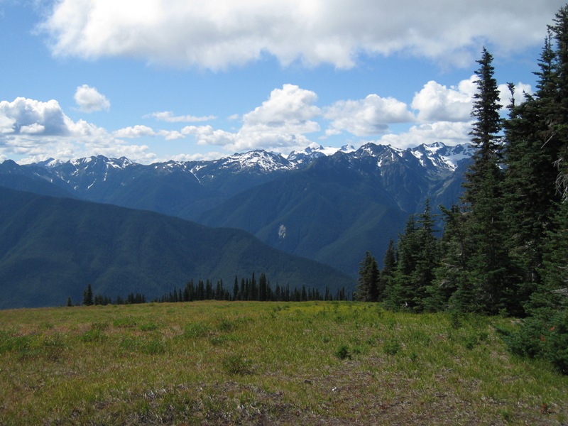 Hurricane Ridge View