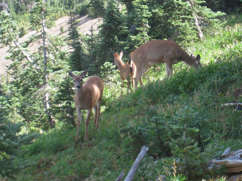 Deer along trail 1