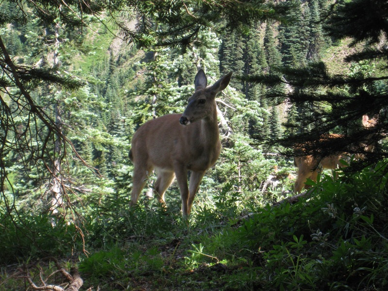 Deer along trail 2