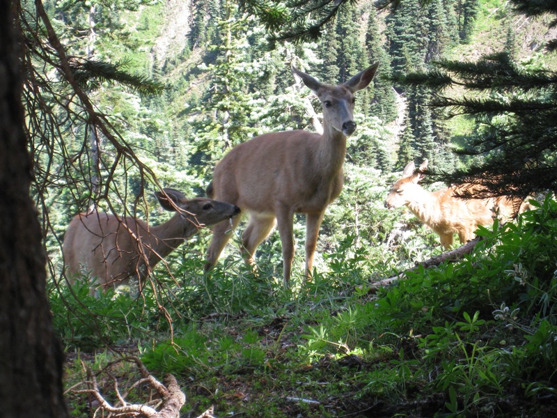 Deer along trail 3