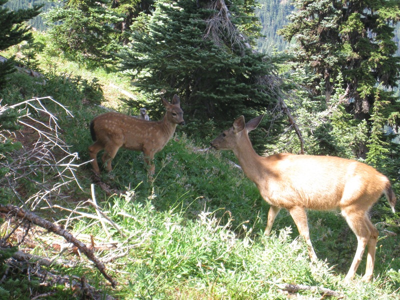 Deer along trail 5