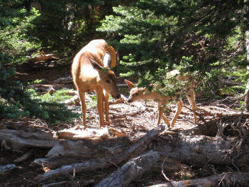 Deer along trail 6
