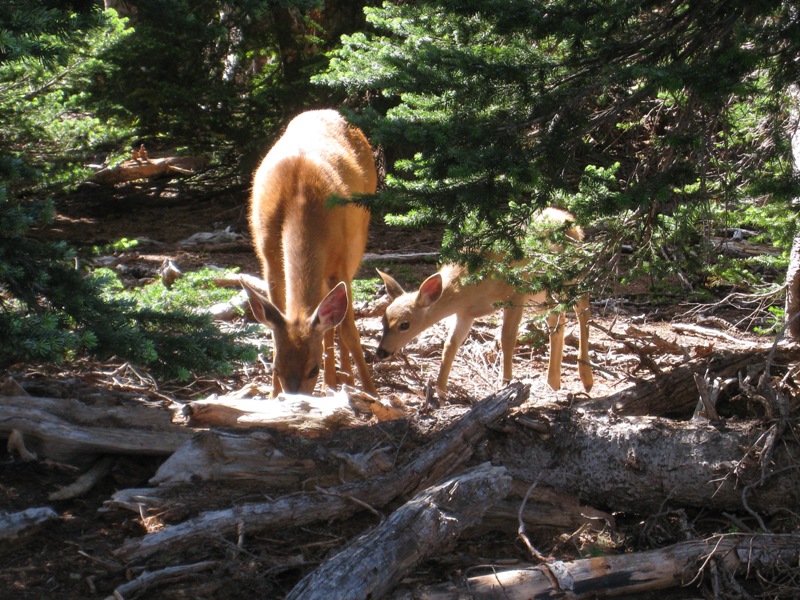 Deer along trail 7