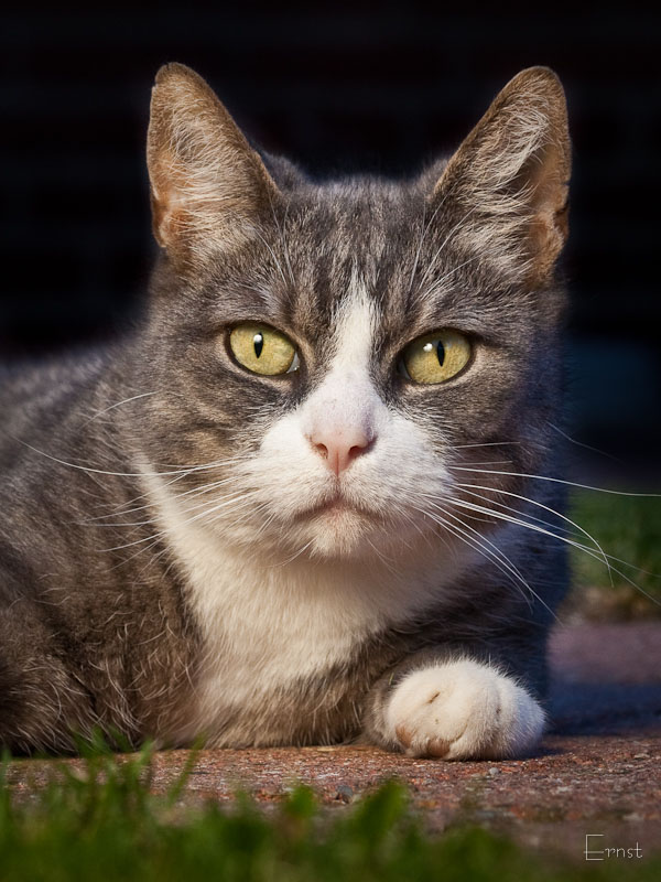 Maus