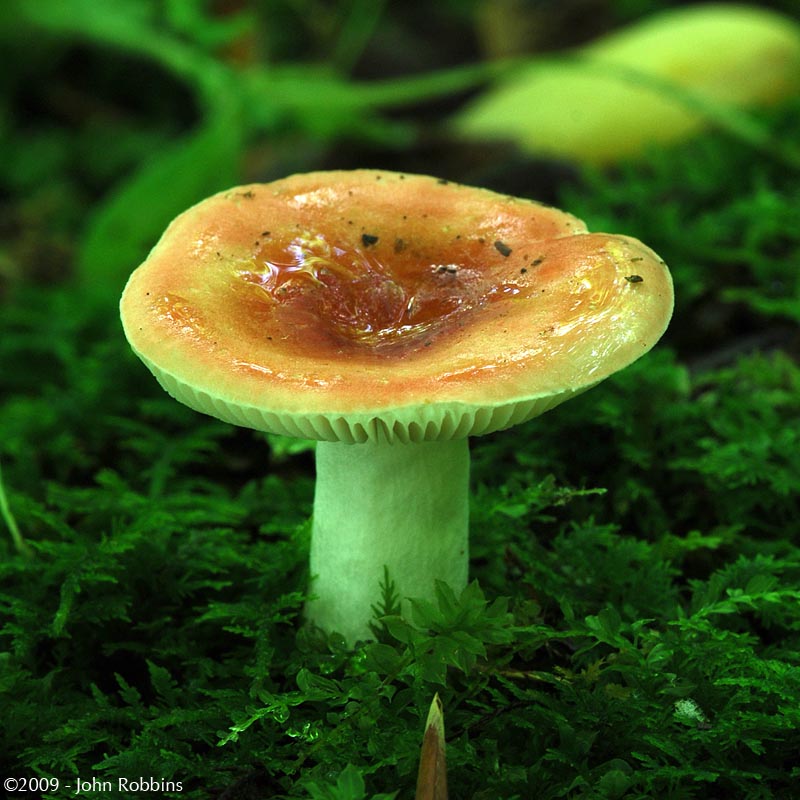 Russula