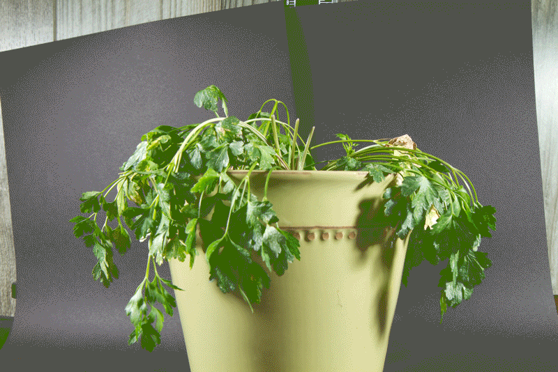 Parsley