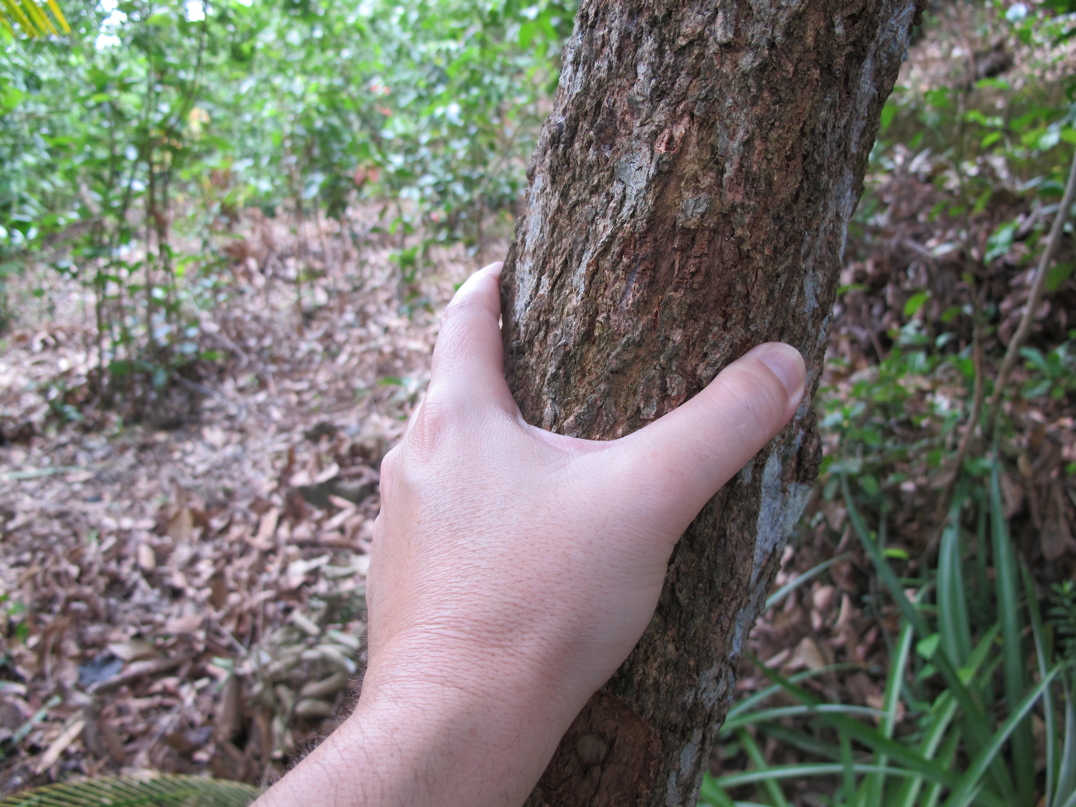 Cinnamon tree