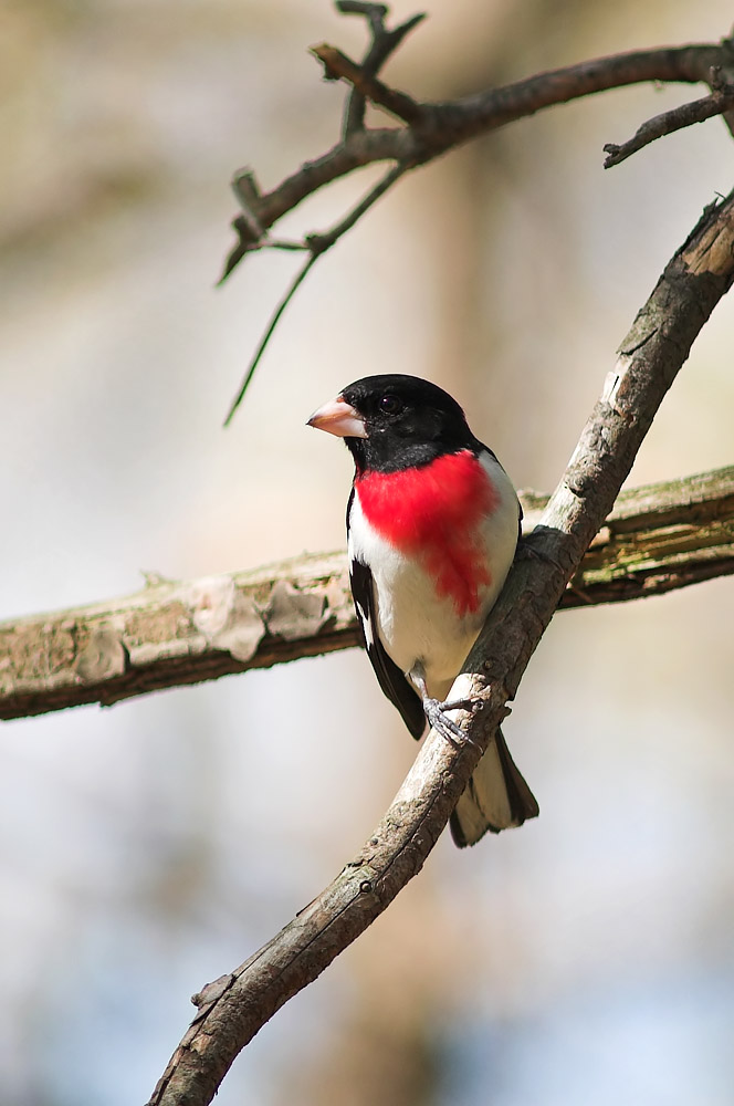 Grosbeak 1s.jpg